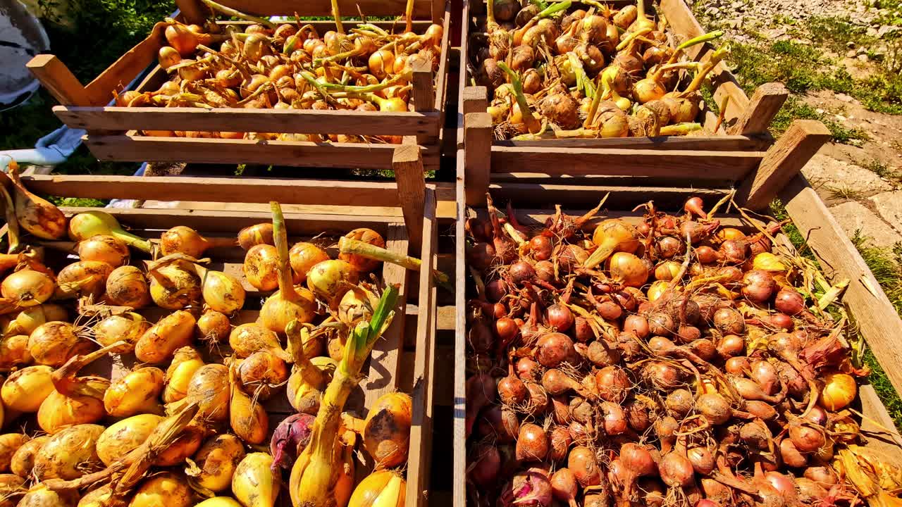 Yellow and red onions sorted in wooden crates outdoors after garden harvest