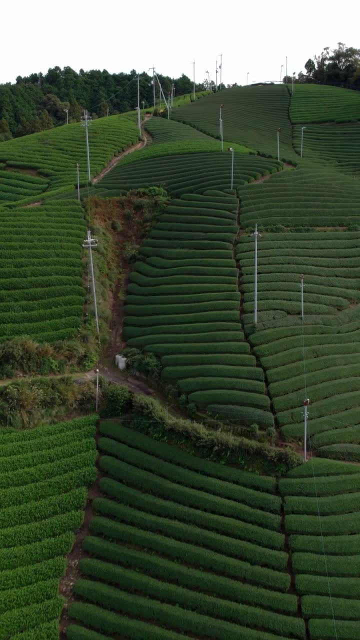 Vertical Green Tea Terraces of Wazuka city Japan, Uji Region, Aerial fly at Daylight