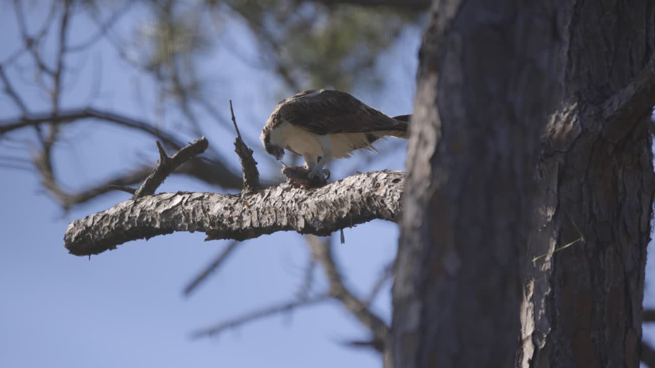 Osprey biting and eating caught fish on tree branch
