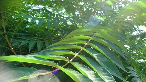 sun lens flare from trees with green leaves in summer day