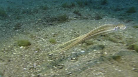 white-v-octopus-raises-from-sandy-bottom-spreading-arms-and-mantle,-swims-away-fast-changing-body-shape-into-a-long-thin-band,-lands-on-a-spot-with-algae-or-seaweed-searching-for-prey-with-its-arms