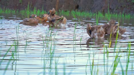 ducks are playing in the pond