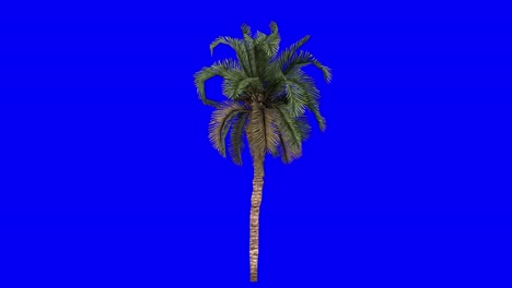 3d date palm with wind effect on blue screen 3d animation