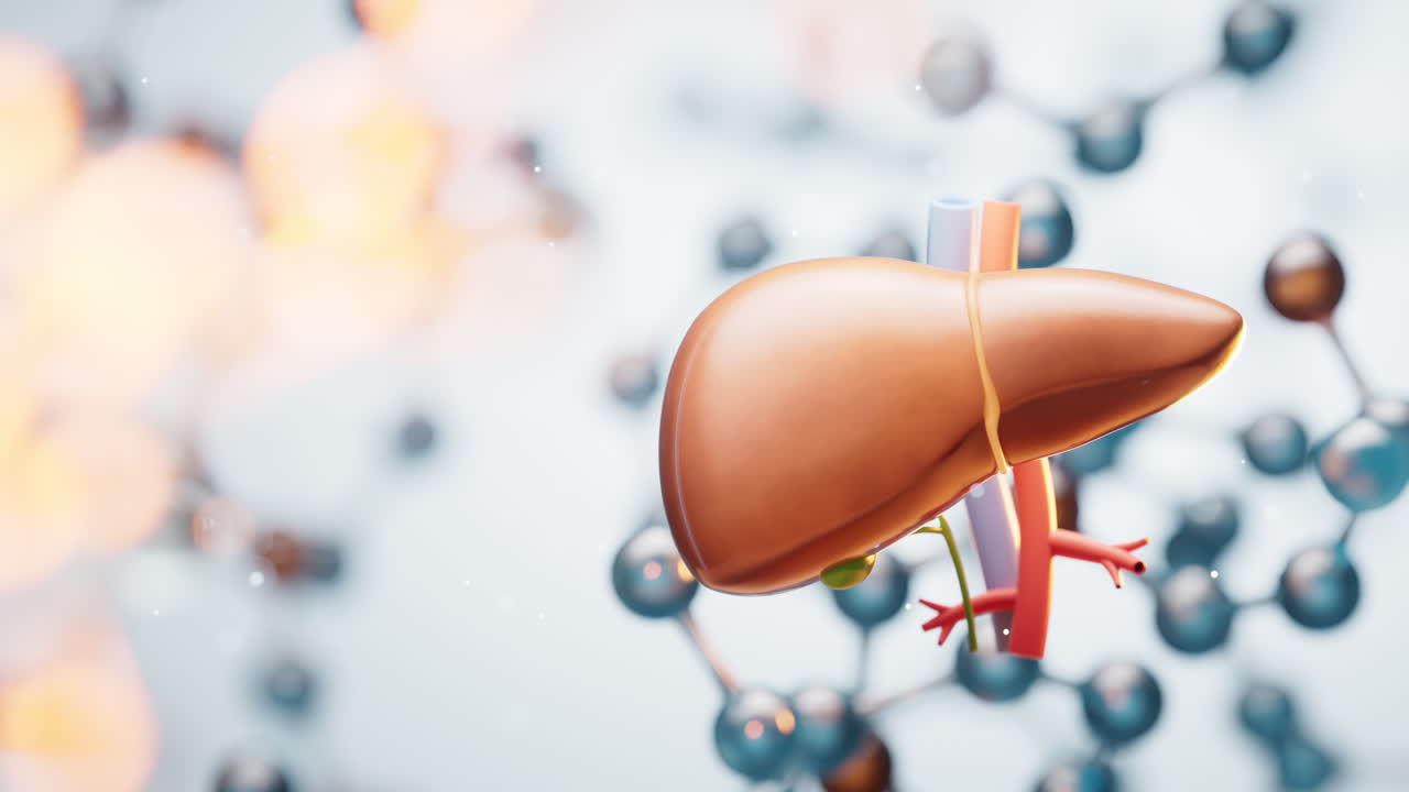 Liver with transparent molecules background, 3d rendering.
