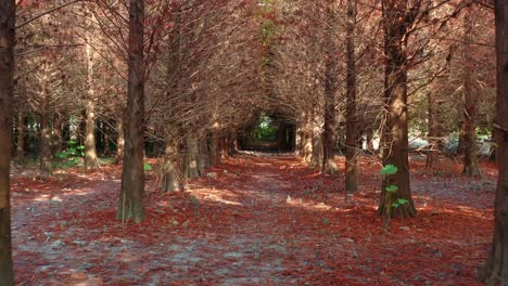 cinematic aerial flyover capturing a tranquil forest path lined with bald cypress trees, under a natural canopy of bare branches, with dappled sunlight filtering through the deciduous conifer forests