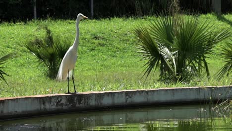 una garceta se encuentra al borde de un lago