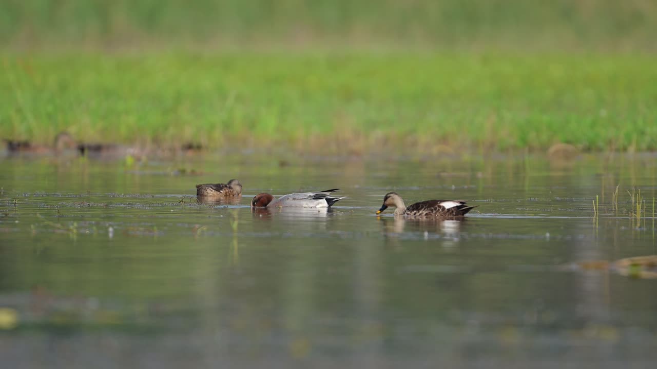 유라시아 와이기온은 습지에서 수영합니다.