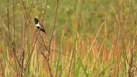 pájaro lonchura en el área del estanque.