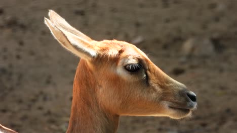 close up of antelope face at zoo