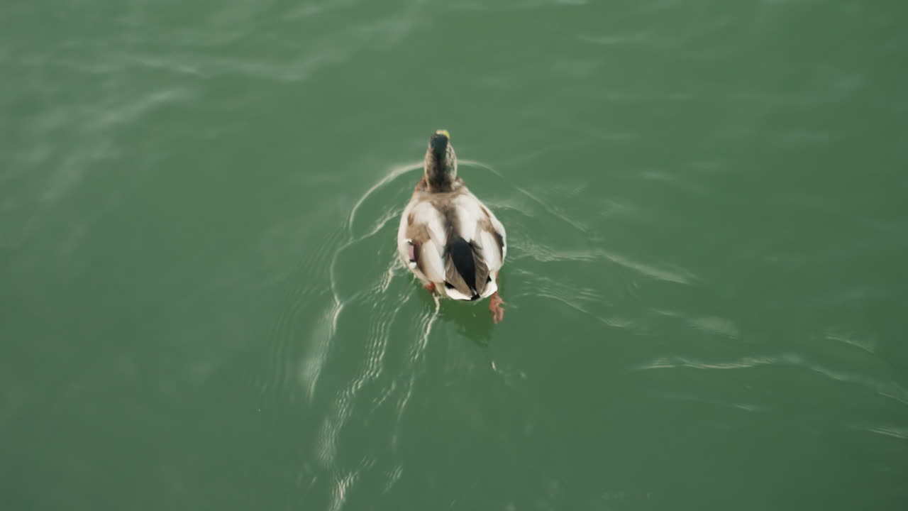 Aerial view mallard duck swimming across green water, gentle wake and ripple trails, minimalist composition with detailed plumage and beak, calm midday light, topdown perspective showcasing solitary