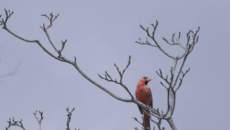 un pájaro cardenal rojo en la rama de un árbol mira a su alrededor y luego vuela en cámara lenta