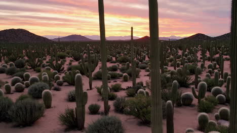desert cactus landscape at sunset with close-ups