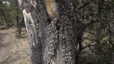 corteza de árbol de enebro de cocodrilo único en el bosque nacional de gila, nuevo méxico