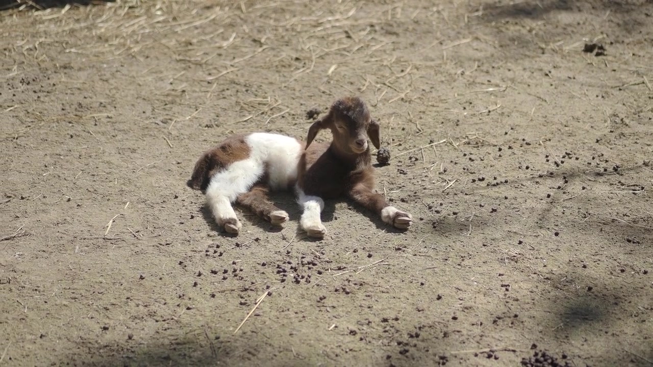 Cute Baby Goat Kid Lying on Dirt Ground