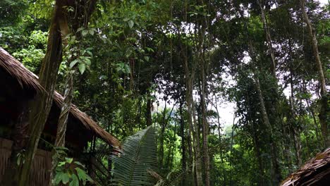 looking up into the dense tropical forest canopy and tall trees from below the thatched roofs in mari mari village, kota kinabalu, malaysia