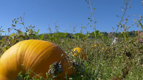 Langsame-Schwenkaufnahme-Des-Anbaus-Eines-Riesigen-Kürbises-Auf-Dem-Feld-Während-Eines-Sonnigen-Tages-Mit-Blauem-Himmel