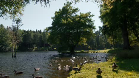 Ducks-frolicking-around-in-pond-on-sunny-day,-natural-habitat