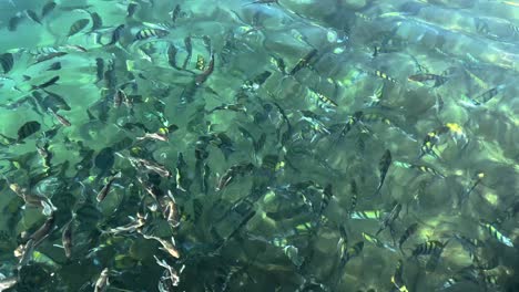 Agua-De-Mar-Cristalina-El-Acuario-Natural-Peces-Marinos-Vida-Silvestre-En-El-Puerto-Bahía-Playa-Lado-Del-Mar-Isla-Costera-El-Color-Verde-Vidrioso-Vida-De-Pez-Poco-Profundo-Concepto-De-Alimentación-Atracción-De-Viaje-De-Aventura-De-Agua