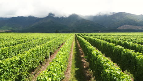 hileras de hermosos patios de uvas en un día soleado en nueva zelanda en toma aérea de apertura