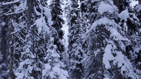 Winter-Forest-in-Banff-National-Park,-Trees,-4K