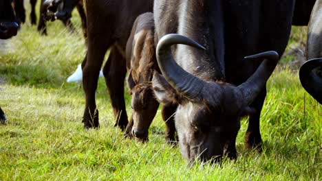 close up of wild big buffalo with large horns grazing in green meadow near his flock