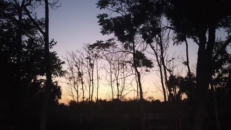 viento soplando árboles al atardecer