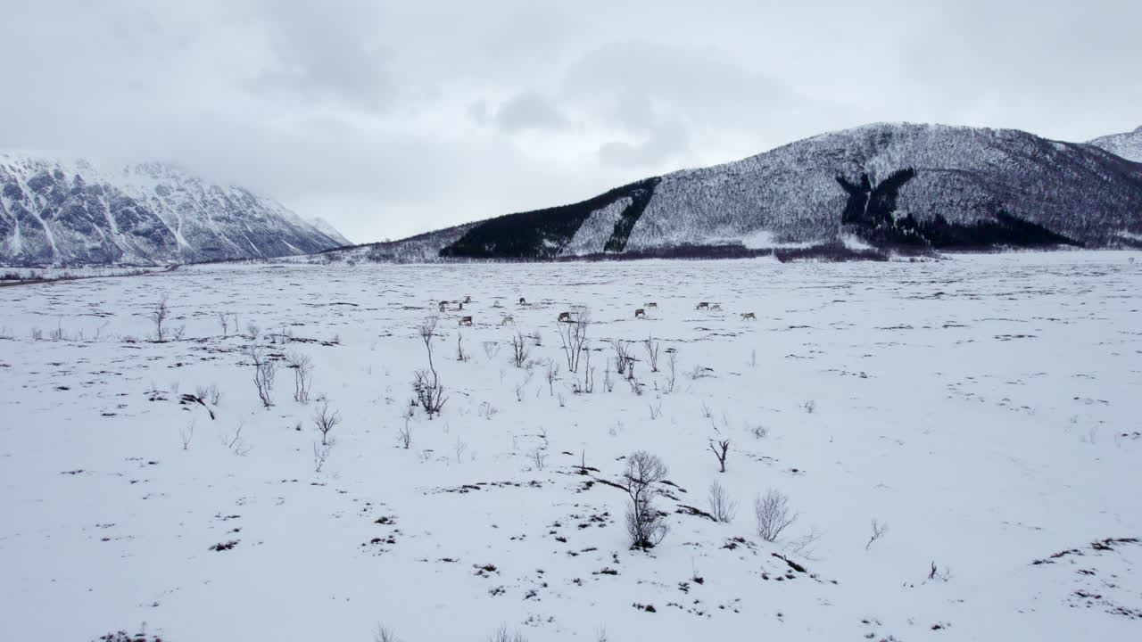 Static shot of a small herd of reindeer grazing in the distance on a snow covered field with mountains draped with clouds in the background