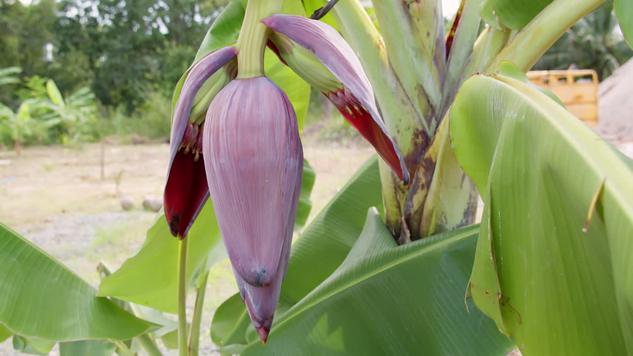 Explore captivating bloom of a banana flower in a serene tropical garden