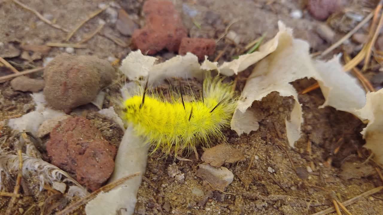 Close-up of yellow American Dagger Moth caterpillar on forest ground with pine needles