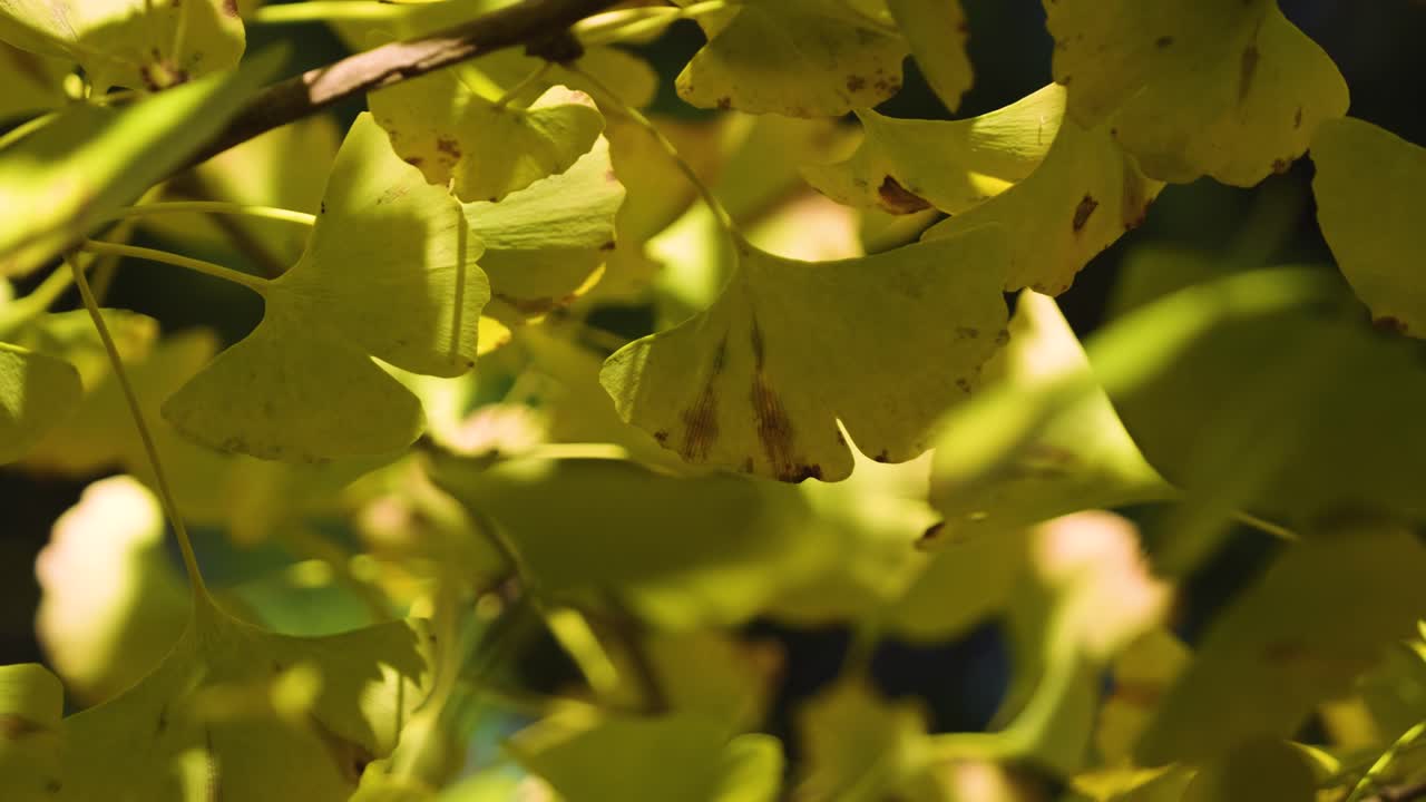 바람 에 부드럽게 흔들리는 노란색 진코 나무 들 의 근접적 인 모습