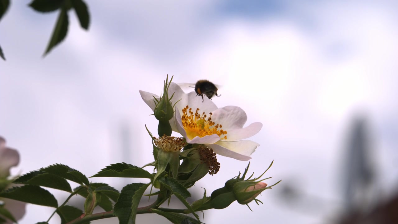 Lebah bumblebee lepas landas dari bunga mawar yang mekar dalam gerakan super lambat 4k