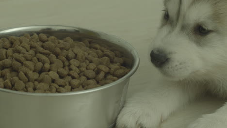 husky miente y come comida para perros de un recipiente de metal en el suelo