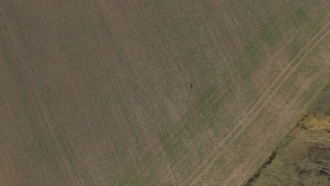 Un-Par-De-Ciervos-En-Los-Campos-Cerca-Del-Bosque-En-Otoño-1