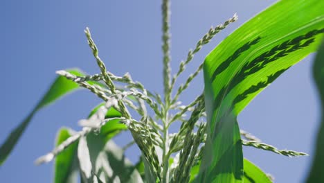 Blüte-Der-Maispflanze-An-Einem-Sonnigen-Tag,-Niedriger-Winkel,-Nahaufnahme