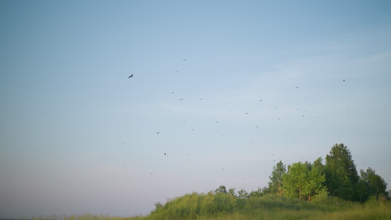 A serene scene of numerous birds soaring in the clear blue sky above a grassy hilltop. The lush greenery of the grass and trees contrasts beautifully with the open sky