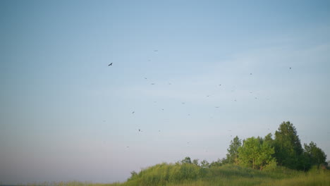a serene scene of numerous birds soaring in the clear blue sky above a grassy hilltop. the lush greenery of the grass and trees contrasts beautifully with the open sky