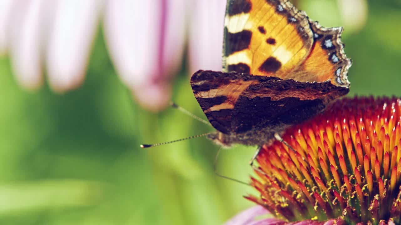 Ripresa macro ravvicinatissima di una farfalla vanessa dell'ortica arancione posata su un'echinacea purpurea e che raccoglie nettare