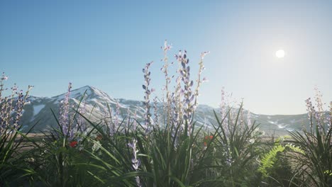 lavender field with blue sky and mountain cover with snow