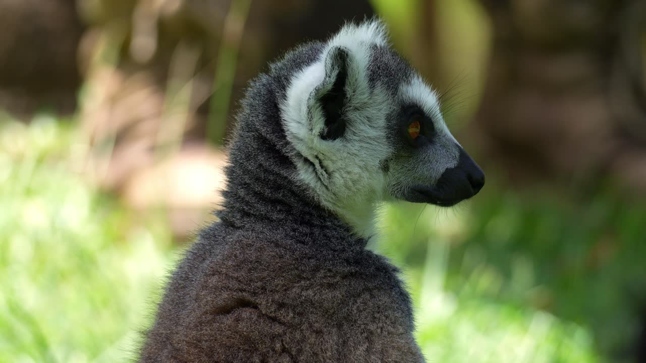 Primo piano di un lemure dalla coda ad anelli (Lemur catta) seduto e a riposo all'ombra, che si guarda intorno