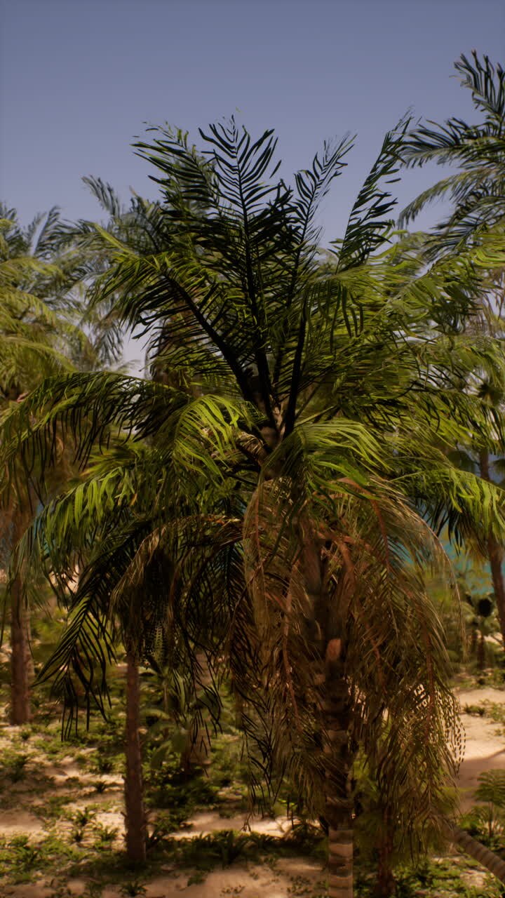 Palm Trees on a Tropical Beach