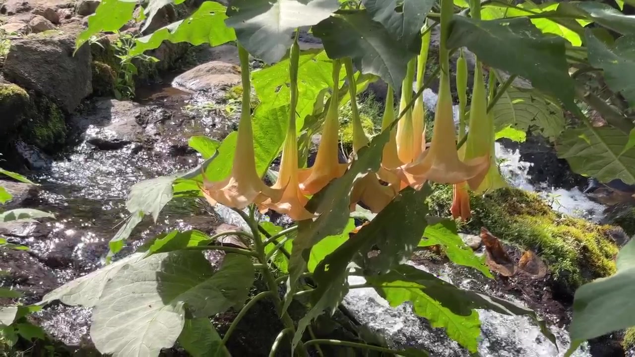 Angel's Trumpet Flowers Blooming Beside a Flowing Stream