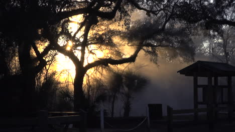 el sol sale a través de la niebla en los everglades de florida 1