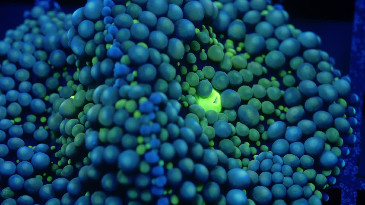 Close-up macro of Ricordea yuma coral under actinic light, highlighting bubble-like polyps transitioning from deep blue edges to blue-green near the bright green mouth in reef aquarium