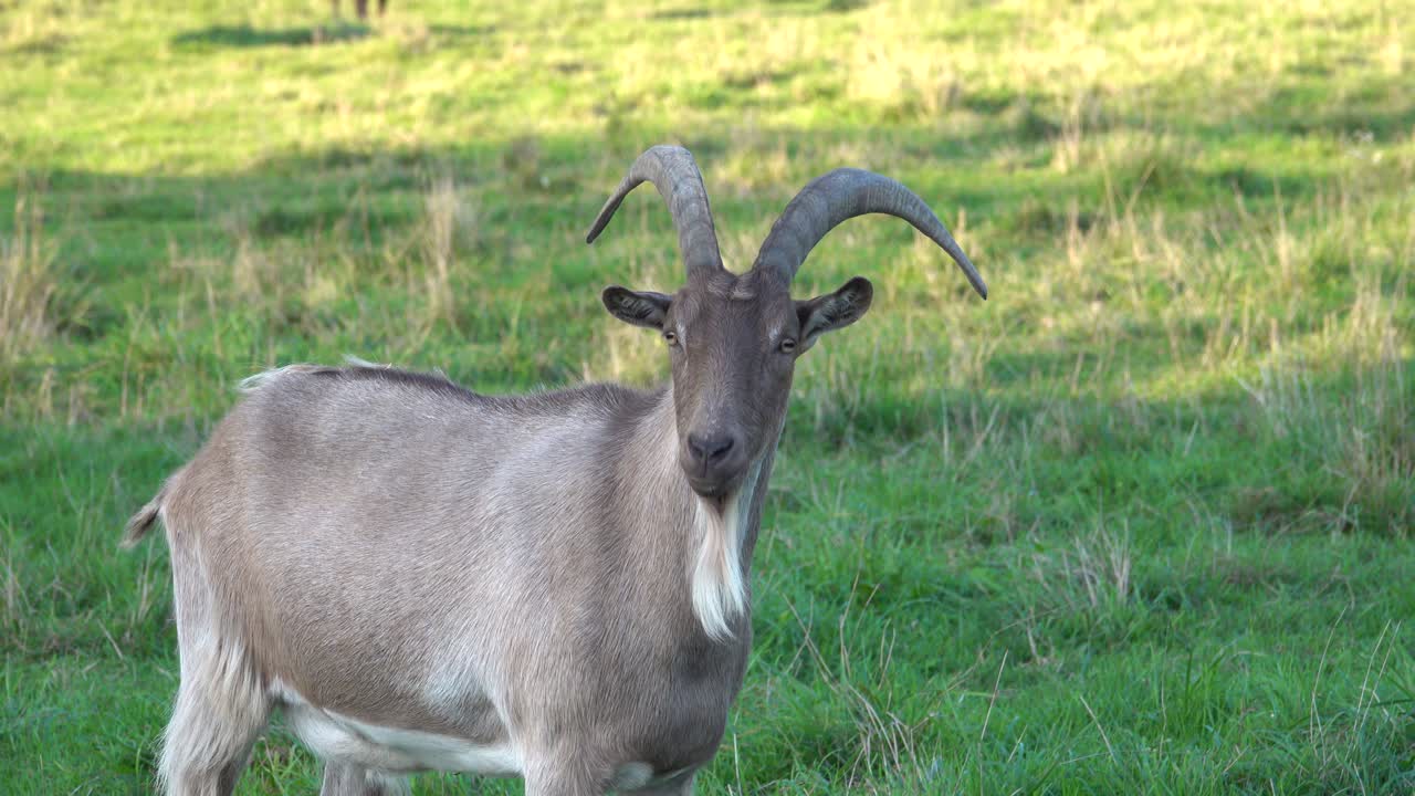 Capra selvatica con grandi corna e barba bianca in un campo verde
