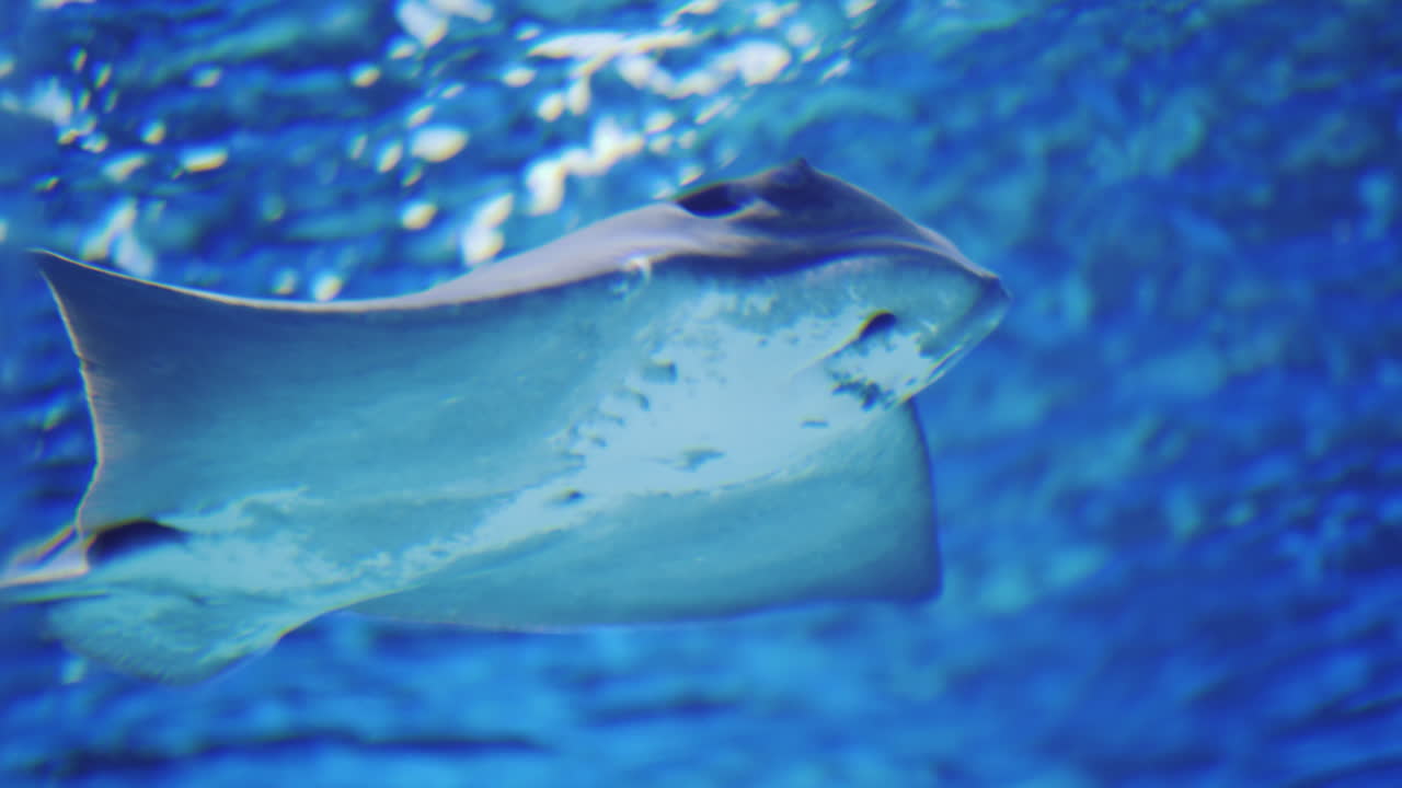manta nada en un túnel en la columna de agua azul video 4k