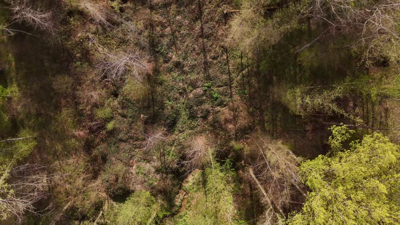 Aerial view of a forested landscape in spring