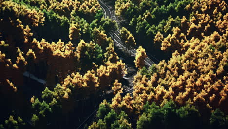 aerial view of winding road through autumn forest