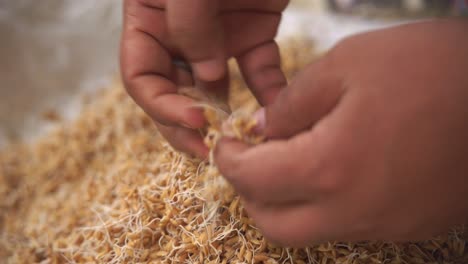 close-up-of-famer-hands-selecting-food-rice-seeds-with-embryo