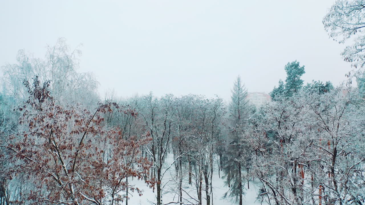 Beautiful trees with a snow in the park on the background of blurred city buildings. Natural environment in winter outdoors. Aerial view.