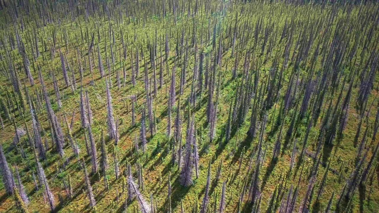 Malerisk Yukon-landskab med tilbagetrækkende og opadgående droneflyvning over høje, spinkle, døde træer i en skov ved grønt græs, Canada.